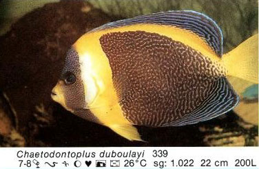 Chaetodontoplus duboulaui